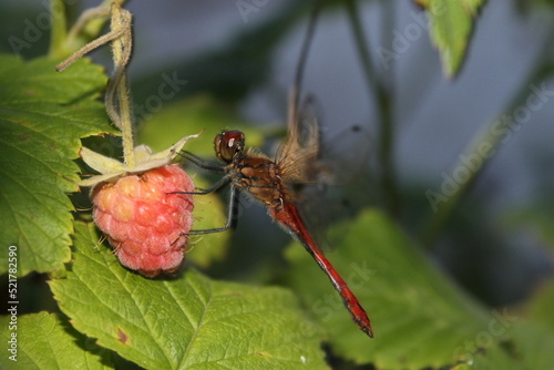 dragonfly on raspberries