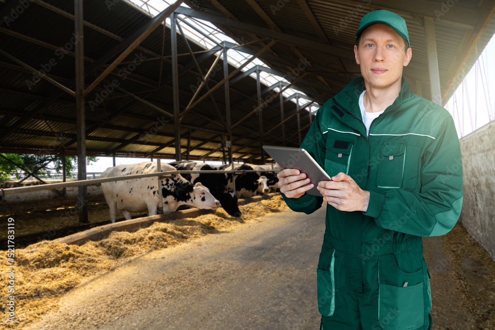 Farmer with tablet computer inspects cows at a dairy farm. Herd management concept.