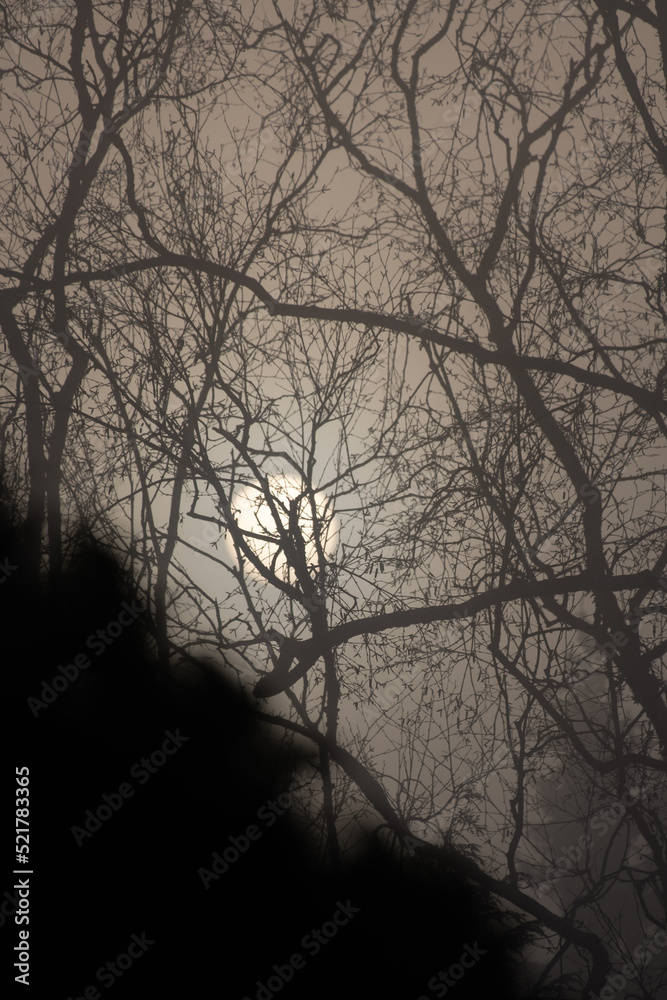 sunrise with strong fog looks like the moon behind trees sunrise with strong fog looks like the moon behind trees