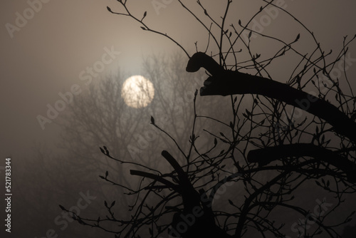 sunrise with strong fog looks like the moon behind trees