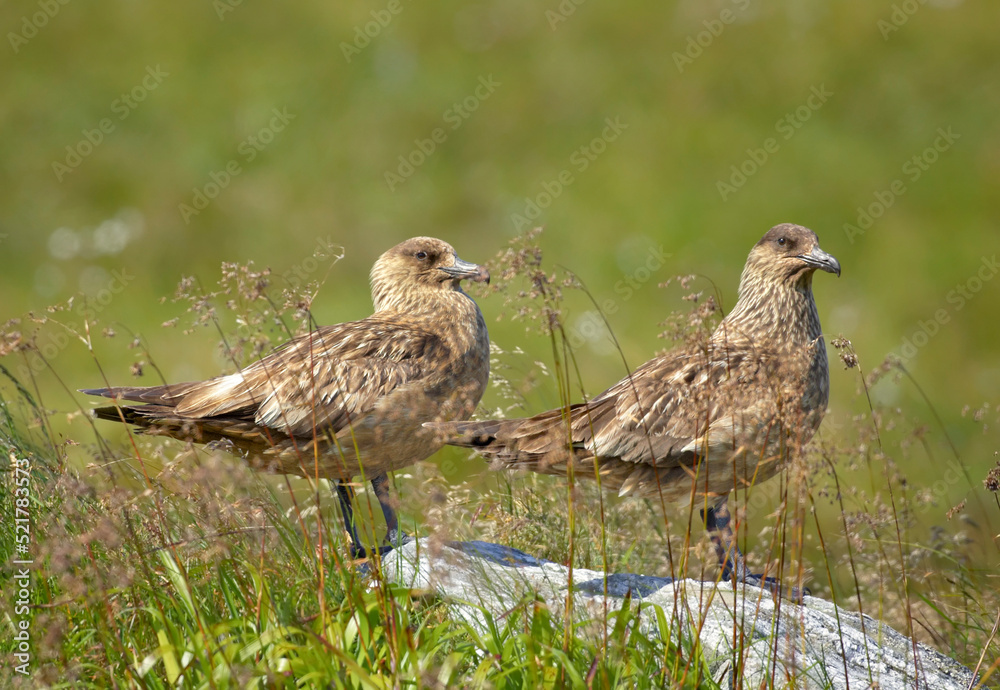 Obraz premium Great Skua, Catharacta skua, two sea birds in ist natural environment of coastal moorlands. Close up photo, summer, green and brown colors, island Runde, Norway. Northern Europe