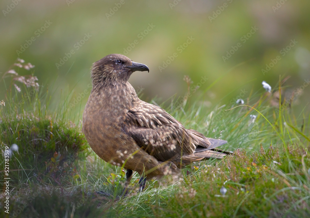 Great Skua, Catharacta skua, sea bird isolated in ist natural environment of coastal moorlands. Close up photo, summer, green and brown colors, island Runde, Norway. Northern Europe Great Skua, Catharacta skua, sea bird isolated in ist natural environment of coastal moorlands. Close up photo, summer, green and brown colors, island Runde, Norway. Northern Europe
