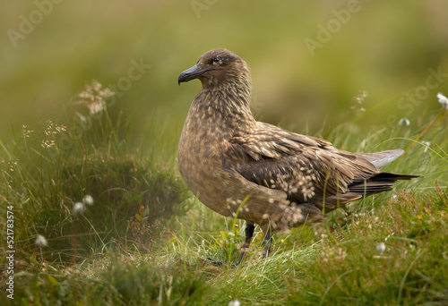 Great Skua  Catharacta skua  sea bird isolated in ist natural environment of coastal moorlands. Close up photo  summer  green and brown colors  island Runde  Norway. Northern Europe