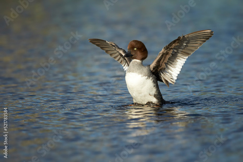 Common goldeneye, Bucephala clangula. Female on a water with outstretched wings. Scandinavian pure nature, birdwatching concept. photo