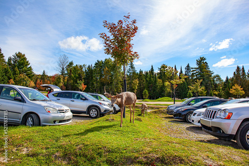 Young deer grazes