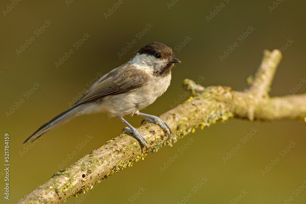 Czarnogłówka, sikora czarnogłówka (Poecile montanus) Czarnogłówka, sikora czarnogłówka (Poecile montanus)