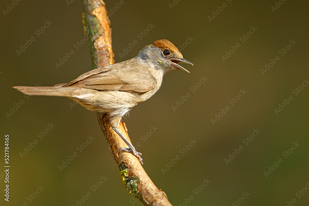 Fototapeta premium Kapturka, pokrzewka czarnołbista (Sylvia atricapilla)