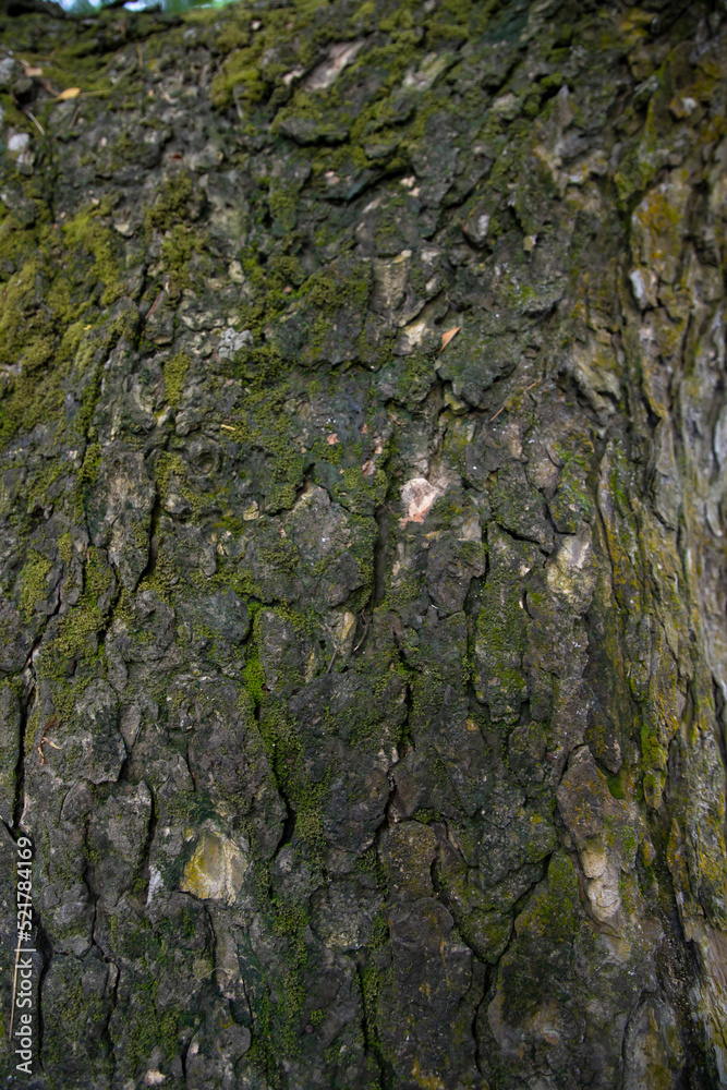 tree bark background covered with green moss