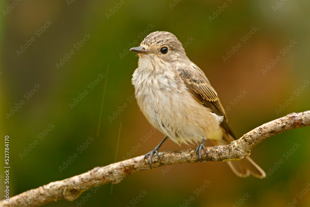 Fototapeta premium Muchołówka szara (Muscicapa striata)