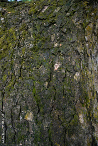tree bark background covered with green moss