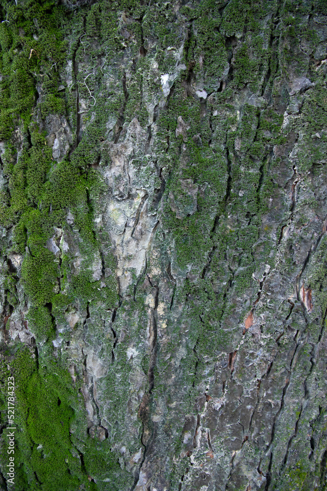 tree bark background covered with green moss tree bark background covered with green moss