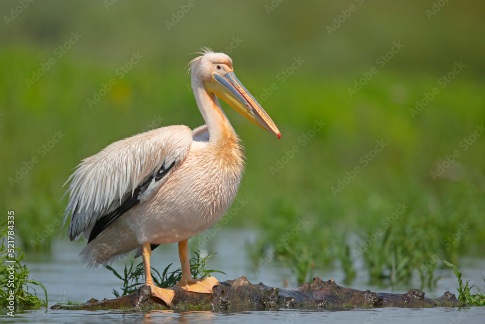 Pelikan różowy, pelikan baba (Pelecanus onocrotalus) Pelikan różowy, pelikan baba (Pelecanus onocrotalus)