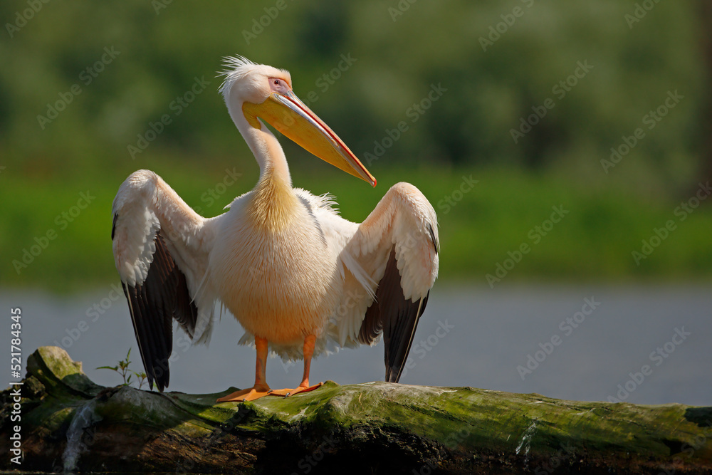 Pelikan różowy, pelikan baba (Pelecanus onocrotalus) Pelikan różowy, pelikan baba (Pelecanus onocrotalus)