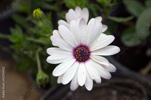 White Daisy Flower 