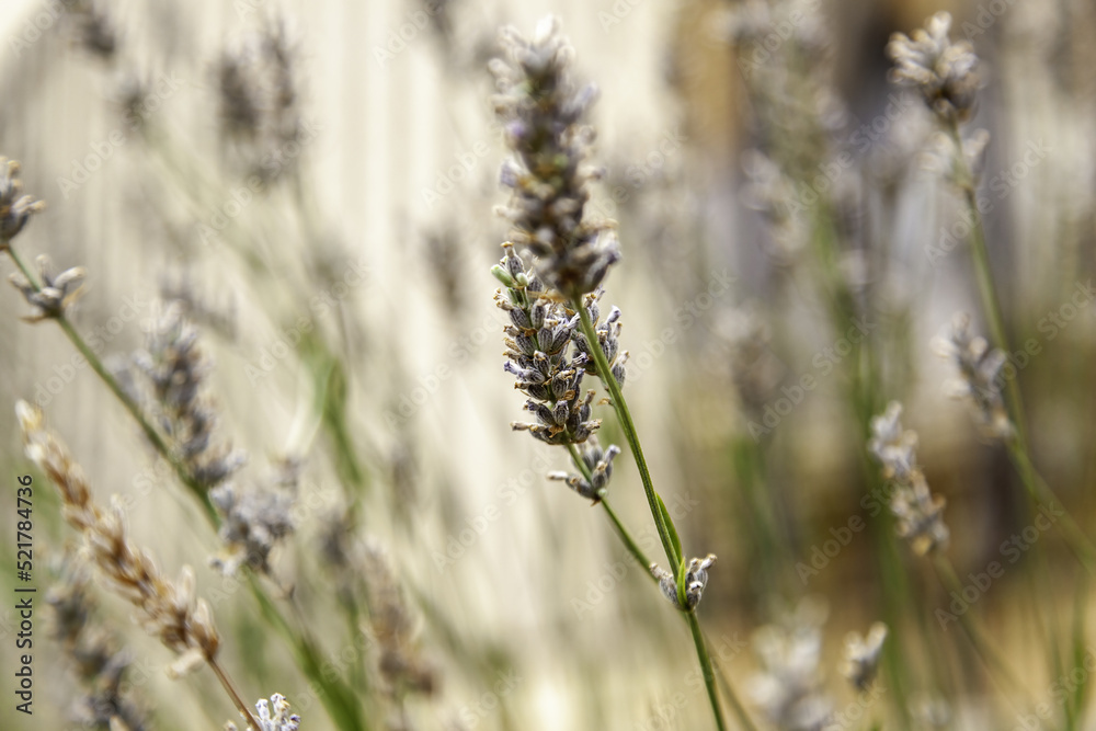 Fototapeta premium Lavender flowers in the field