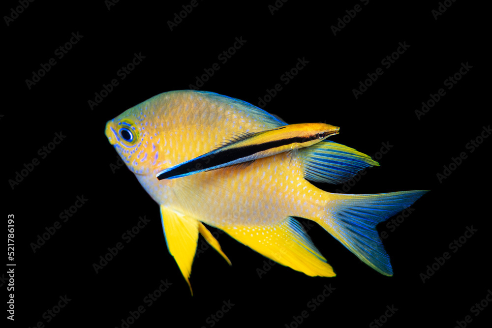 Bluestreak cleaner wrasse, Labroides dimidiatus, Palau, Micronesia Bluestreak cleaner wrasse, Labroides dimidiatus, Palau, Micronesia
