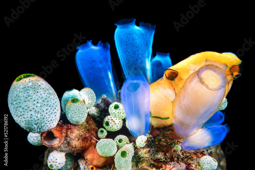 Colorful tunicates and sponges over black, Lembeh Strait, Indonesia photo