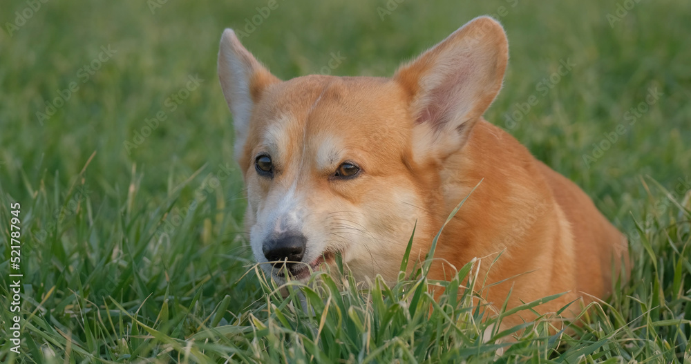 Portrait of funny corgi dog outdoors in the park