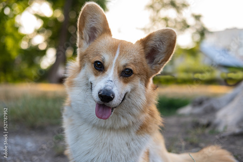 Fototapeta Naklejka Na Ścianę i Meble -  Portrait of funny corgi dog outdoors in the park