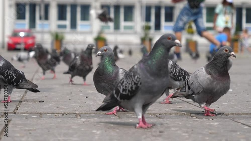 Huge amount of pigeon birds on city street public square in Poland