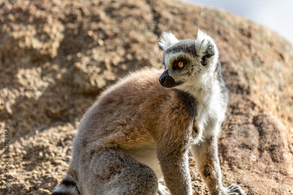 Fototapeta premium Portrait of Ring-tailed lemur (lemur catta) in profile. Reserve Anzha. Madagascar.
