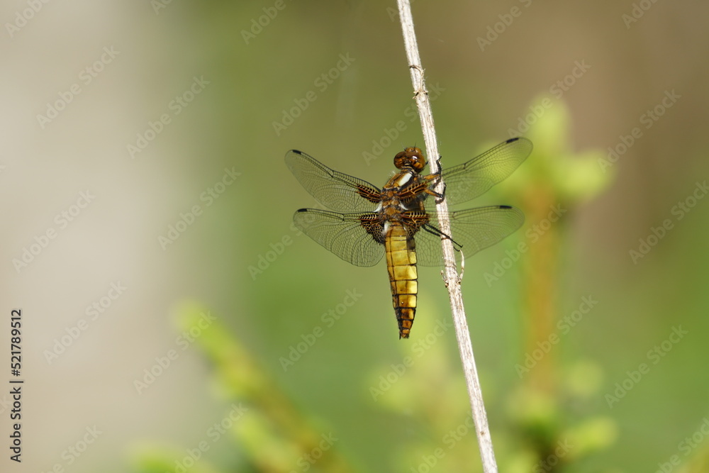 dragonfly on a leaf dragonfly on a leaf