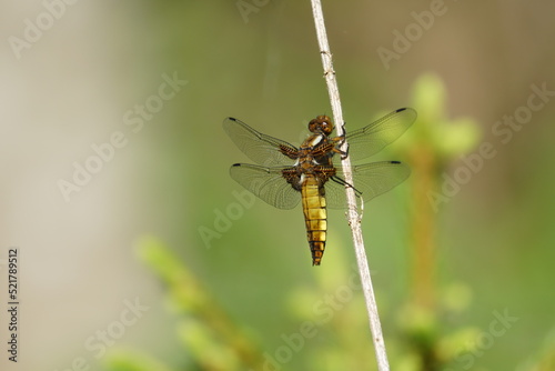 dragonfly on a leaf