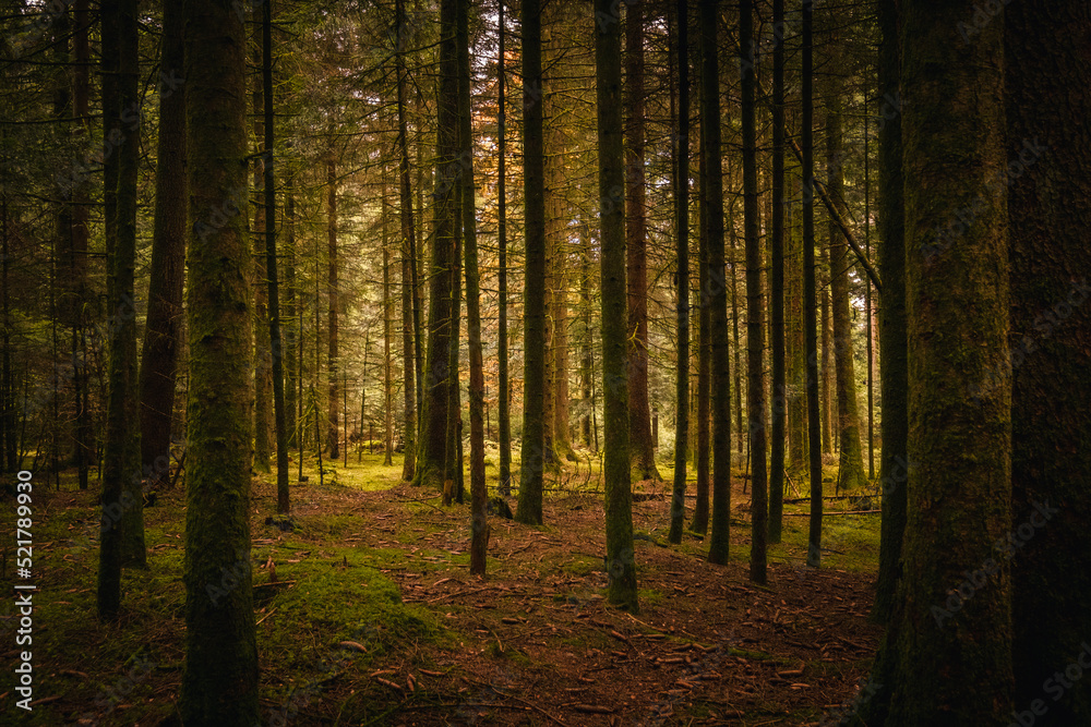 Fototapeta premium autumn forest