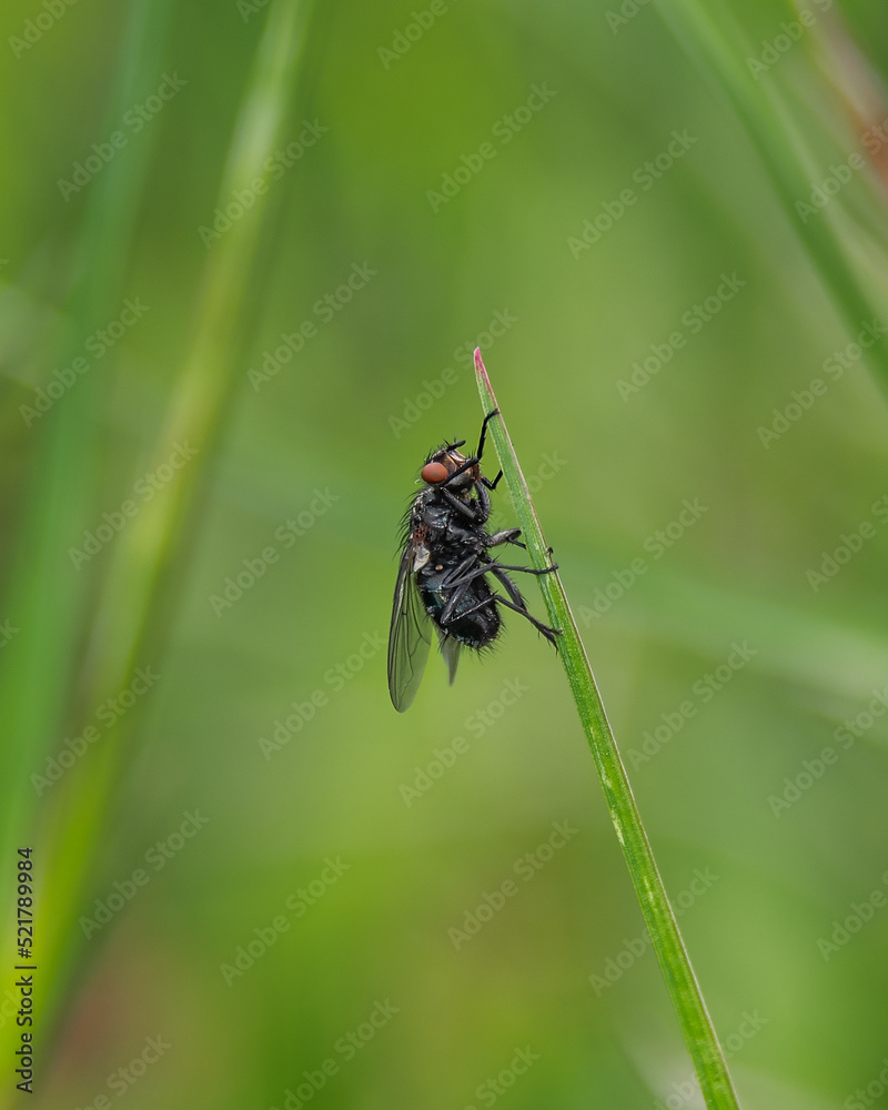 Fototapeta premium Macro photo of a fly - selective focus