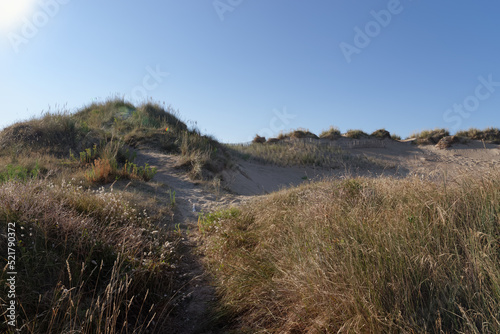 Fototapeta Naklejka Na Ścianę i Meble -   Gâvres-Quiberon  the largest bank of sand dunes in Brittany. Erdeven coast