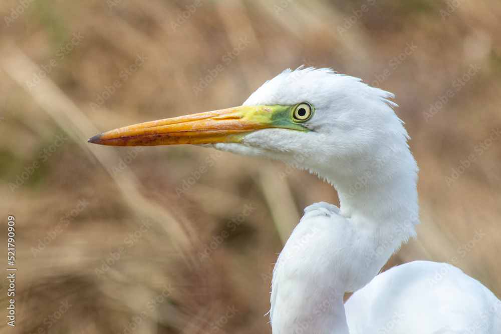 great egret bird close-up portrait great egret bird close-up portrait