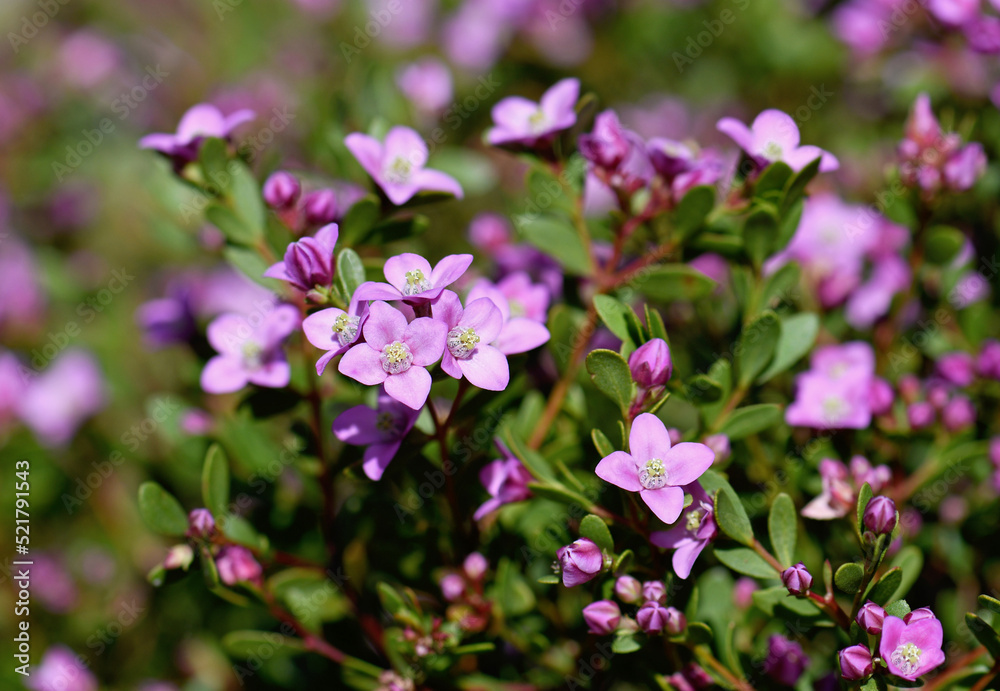 Pink flowers of the Australian native Boronia crenulata, family Rutaceae. Known as the Aniseed Boronia. Endemic to south west of Western Australia. 