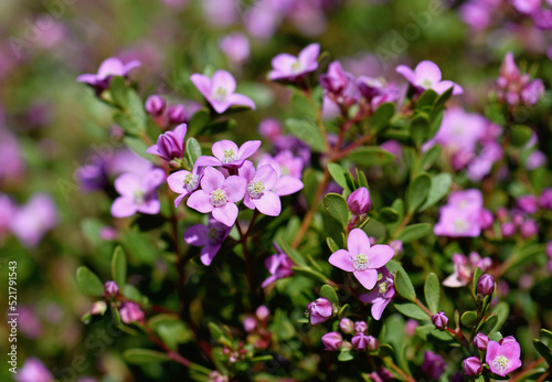 Pink flowers of the Australian native Boronia crenulata  family Rutaceae. Known as the Aniseed Boronia. Endemic to south west of Western Australia. 