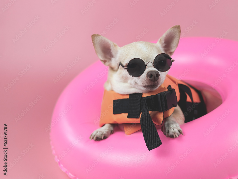 cute brown short hair chihuahua dog wearing sunglasses and orange life jacket or life vest sitting in pink swimming ring, isolated on pink background.