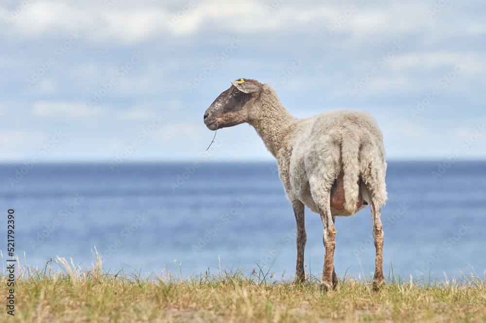 Obraz premium A single sheep is standing by the coast line with the sea in the background.