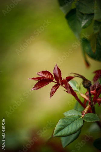 Macro photo of a plant on a green blurry background