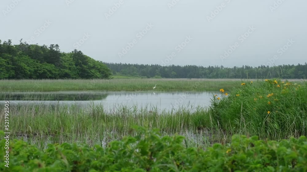 View of a small pond on a cloudy day, where a white heron hunts. View of a small pond on a cloudy day, where a white heron hunts.