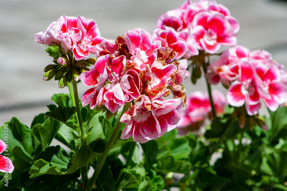 Garden geranium - Pelargonium. ink geranium flowers on a blurry green floral background. pink and violet colored pelargonium flowers closeup Garden geranium - Pelargonium. ink geranium flowers on a blurry green floral background. pink and violet colored pelargonium flowers closeup