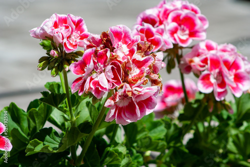 Garden geranium - Pelargonium. ink geranium flowers on a blurry green floral background. pink and violet colored pelargonium flowers closeup