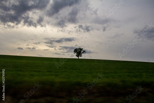 Silhouette of a tree in a field