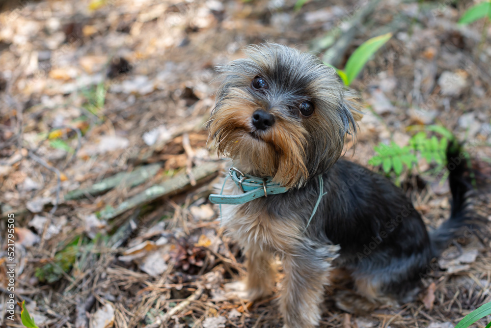 Cute Yorkshire Terrier puppy in the forest