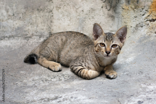 Close up of Thai stray cat laying on concrete street, Poor hungry cat.