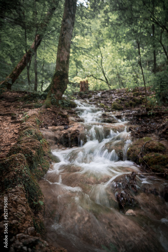 stream in the forest