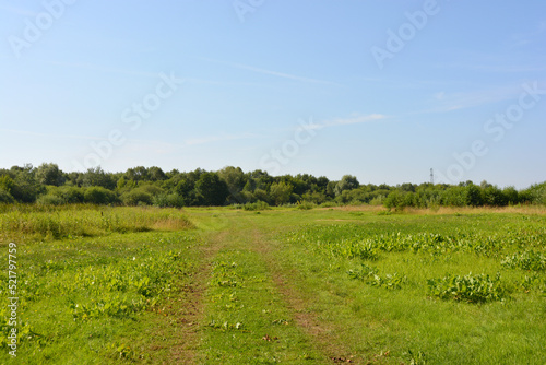 Beautiful fields, distant steppes, meadows with wild herbs, lush grass, forests with deciduous trees and fir. Landscapes, fabulous nature of the village Rybienko Nowe, under ity Wyszkw in Poland.