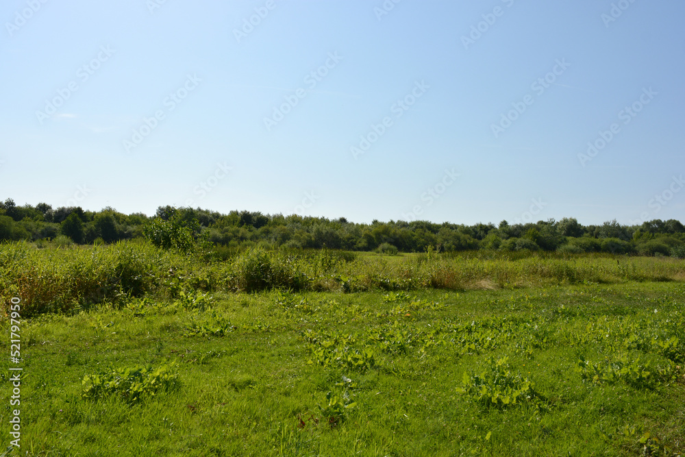 Beautiful fields, distant steppes, meadows with wild herbs, lush grass, forests with deciduous trees and fir. Landscapes, fabulous nature of the village Rybienko Nowe, under ity Wyszkw in Poland.