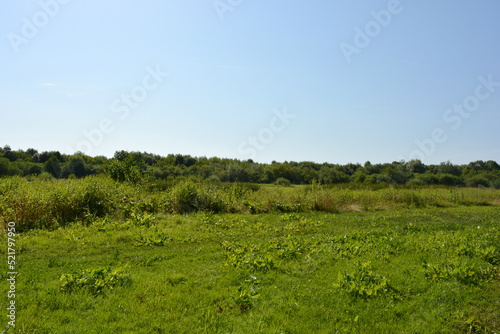 Beautiful fields  distant steppes  meadows with wild herbs  lush grass  forests with deciduous trees and fir. Landscapes  fabulous nature of the village Rybienko Nowe  under ity Wyszkw in Poland.