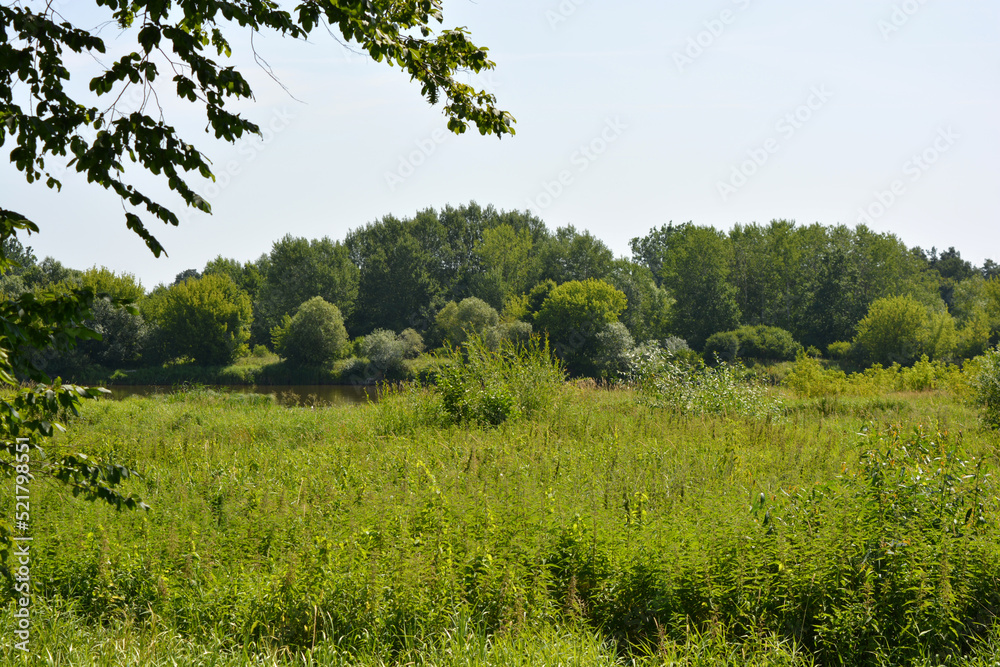 Natural landscapes of the Bug River - trees, hills, reeds, grass, water lilies, clear and transparent water. The river is located on the village of Rybienko Nowe, the city of Wyszkw, Poland.