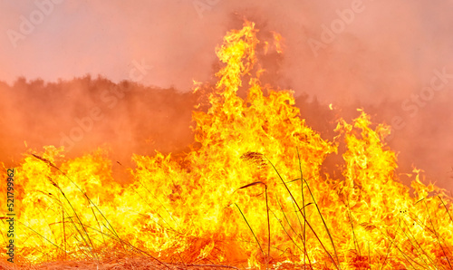 Burning old dry grass in the garden. Burning dry grass on the field. Forest fire. © Vital