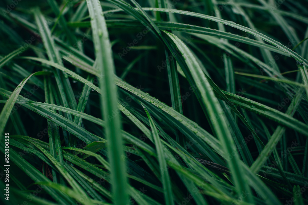 close-up on green grass with dew close-up on green grass with dew