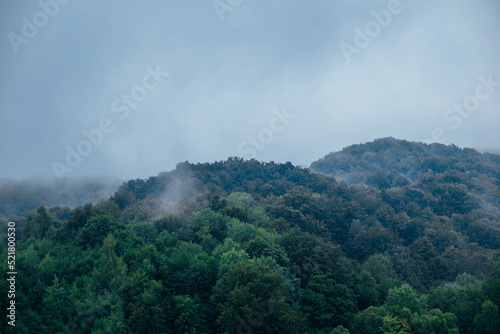 mountain view with forest in fog